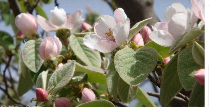 Dalaman Darıyeri Köyü Resimleri 14