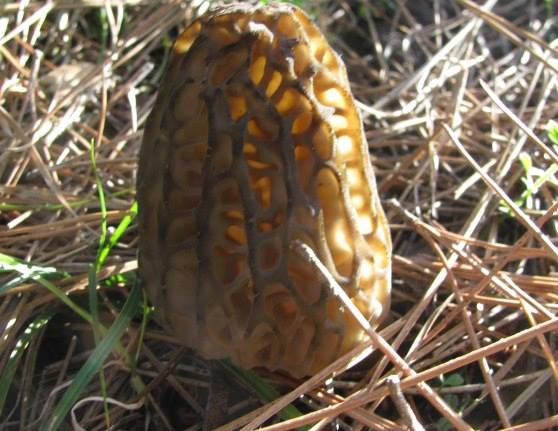 Dalaman Darıyeri Köyü Resimleri 4