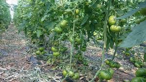 Çınar Hasköy Köyü Resimleri 4