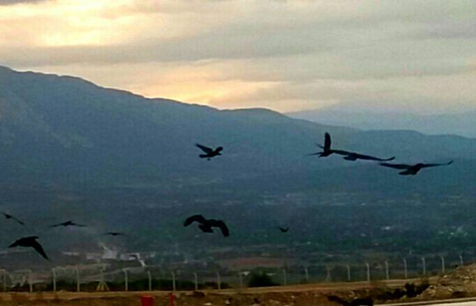 Menteşe Akçaova Köyü Resimleri 1