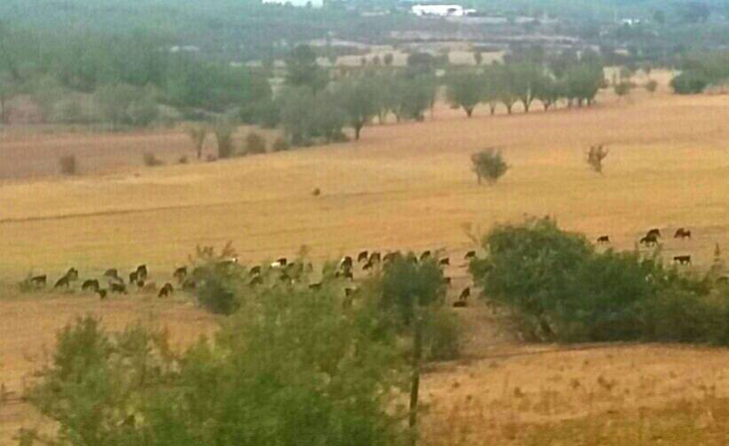 Menteşe Akçaova Köyü Resimleri 2