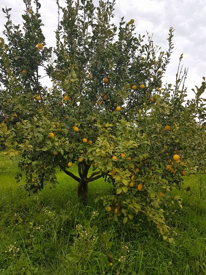 Ortaca Akıncı Köyü Resimleri 12