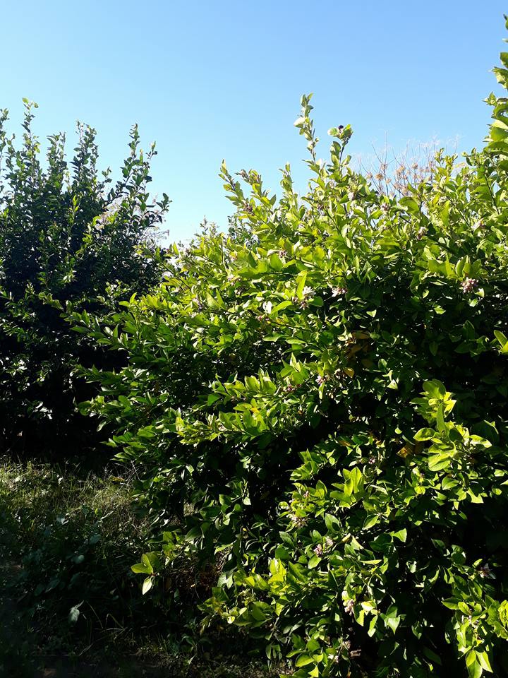 Ortaca Akıncı Köyü Resimleri 17