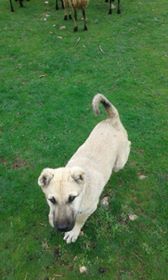 Çınar Kuruyazı Köyü Resimleri 1