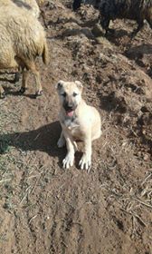 Çınar Kuruyazı Köyü Resimleri 2