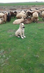 Çınar Kuruyazı Köyü Resimleri 3