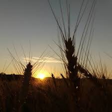 Çınar Kuruyazı Köyü Resimleri 4