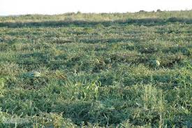 Çınar Kuruyazı Köyü Resimleri 5