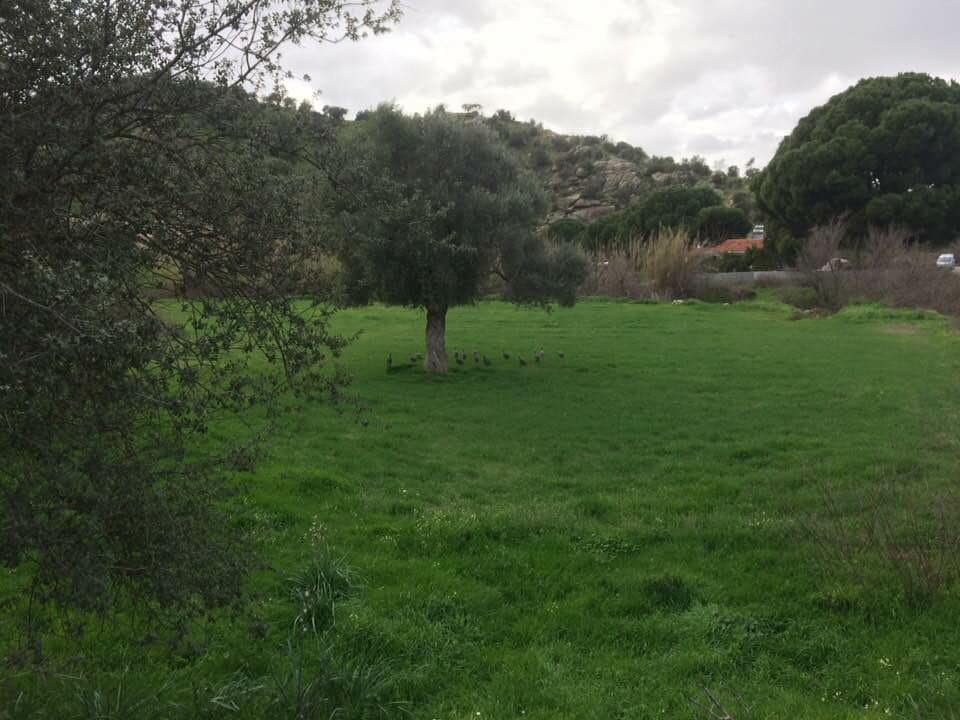 Söke Pamukçular Köyü Resimleri 3