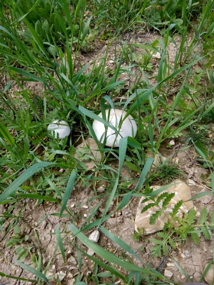 Çayırlı Bozağa Köyü Resimleri 17