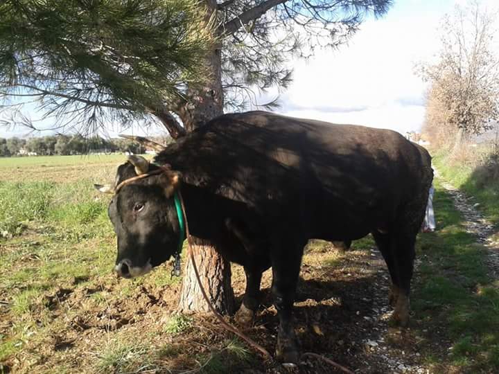 Yatağan Akgedik Köyü Resimleri 6