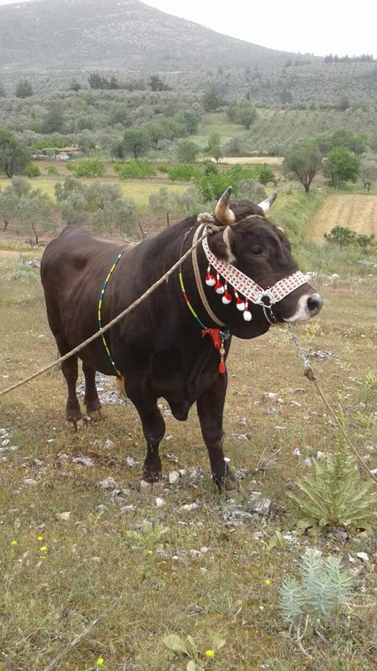 Yatağan Akgedik Köyü Resimleri 7