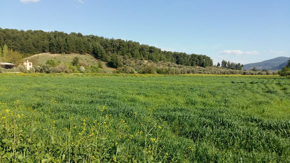 Yatağan Akgedik Köyü Resimleri 8