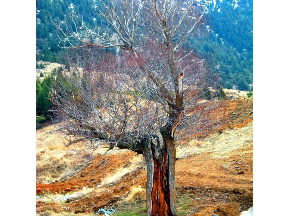 Göksun Gücüksu  Köyü Resimleri 11