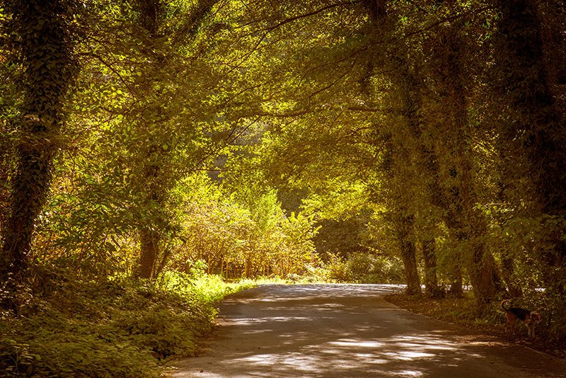 Ereğli Akkaya Köyü Resimleri 11