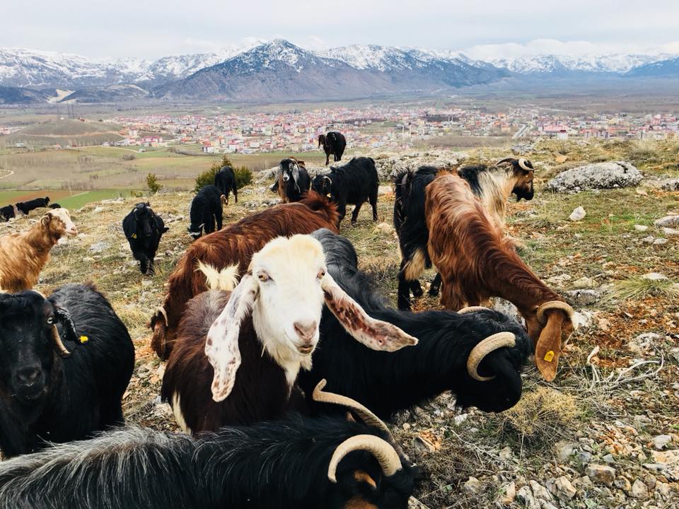 Göksun Hacımirza Köyü Köyü Resimleri 8