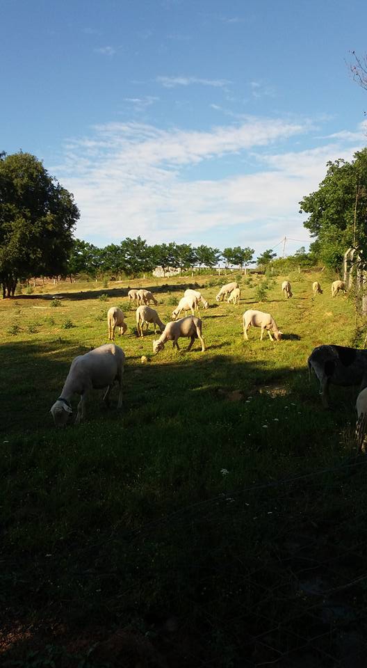 Gökçebey Aktarla Köyü Resimleri 2