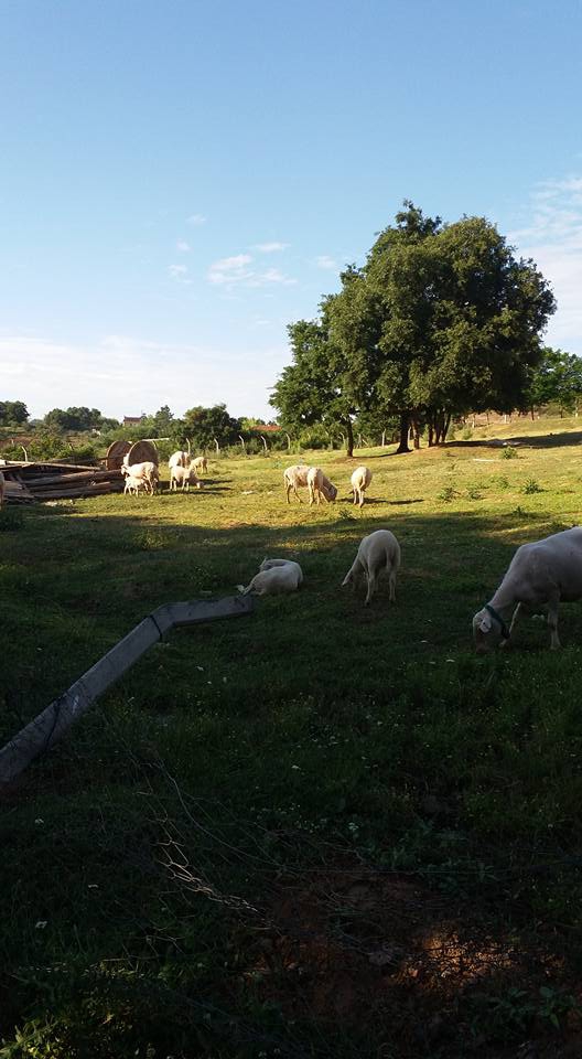 Gökçebey Aktarla Köyü Resimleri 5