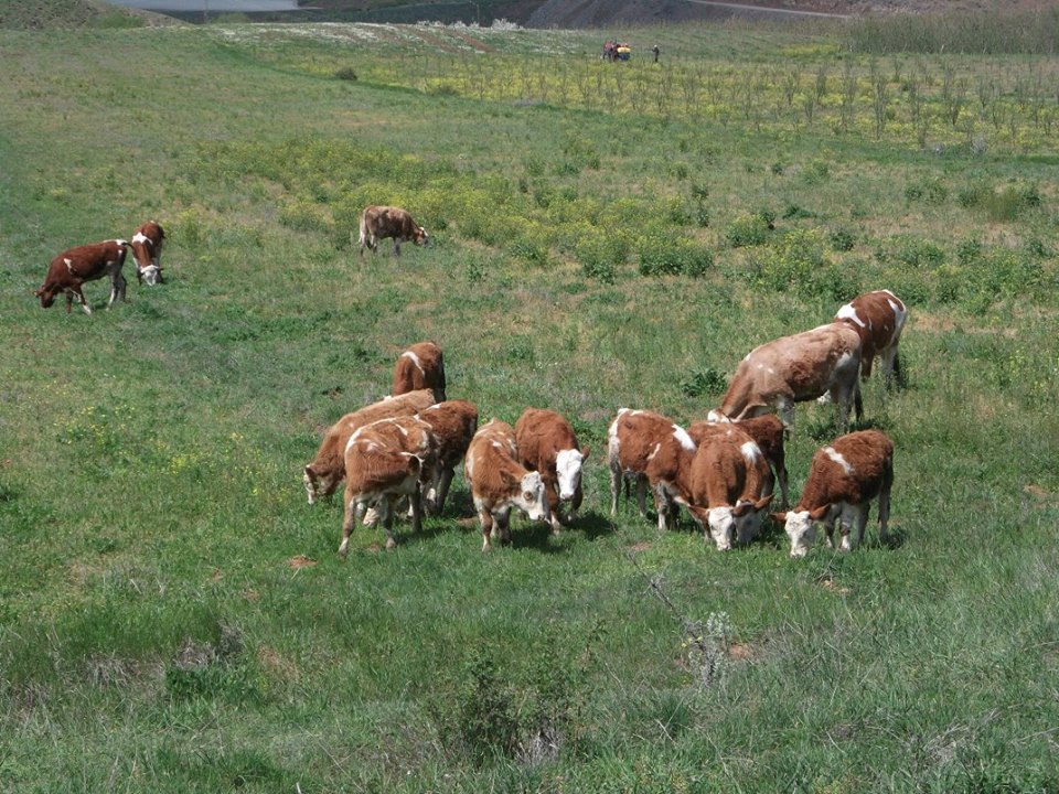 Göksun Kamışcık Köyü Resimleri 1
