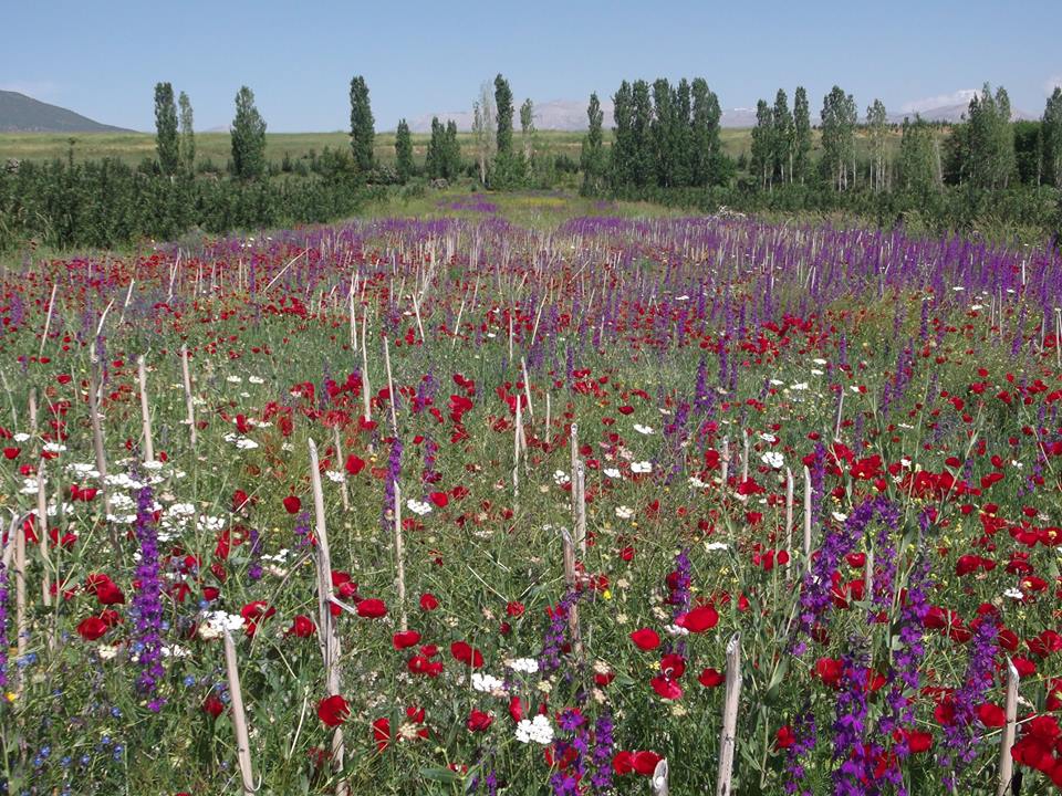 Göksun Kamışcık Köyü Resimleri 3