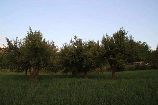 Göksun Köprübaşı Köyü Resimleri 8