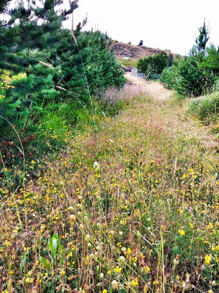 Doğanşar Yavşancık Köyü Resimleri 27