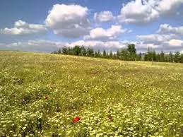 Çınar Toroman Köyü Resimleri 2