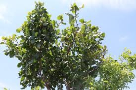 Çınar Yarımkaş Köyü Resimleri 1