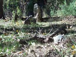 Çınar Yeşilbağ Köyü Resimleri 5