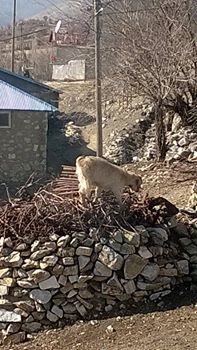Çüngüş Deveboynu Köyü Resimleri 2
