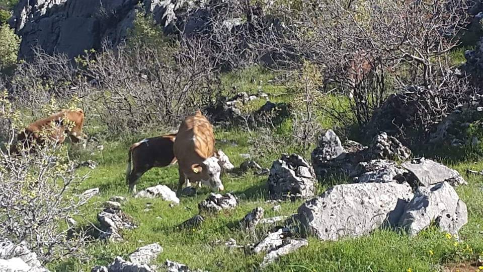 Çüngüş İbikkaya Köyü Resimleri 3