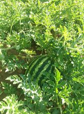 Çüngüş Koçören Köyü Resimleri 8