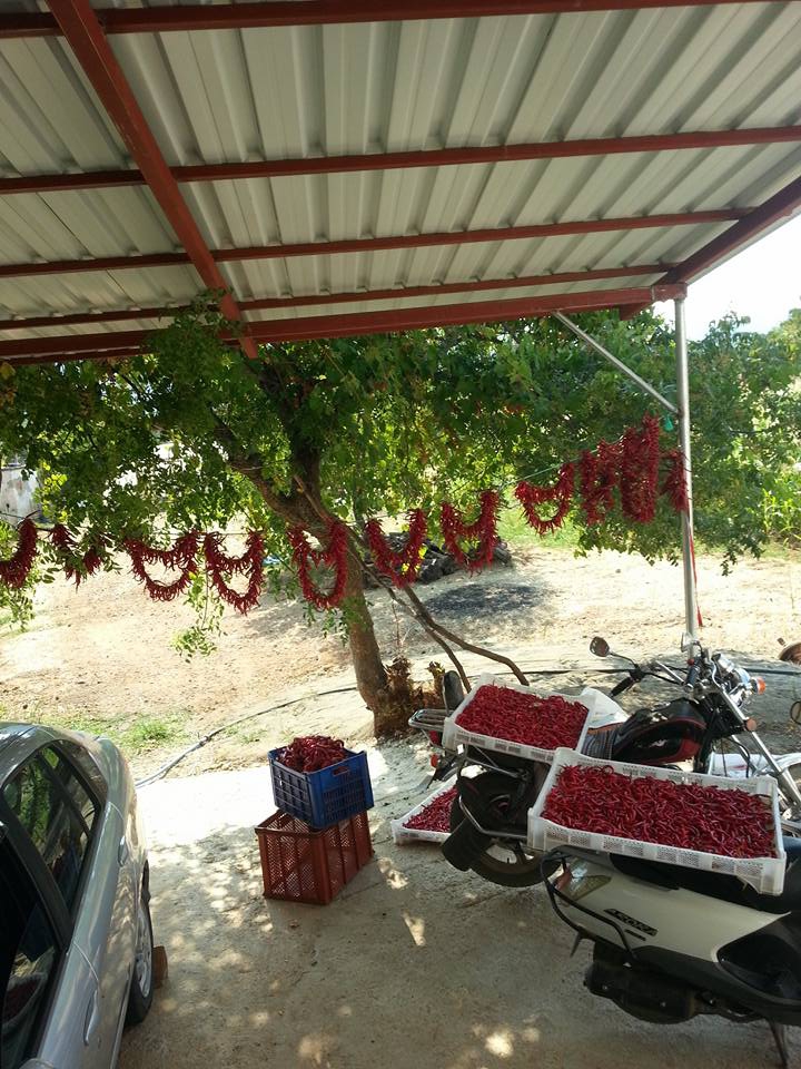 Dalaman Gürleyik Köyü Resimleri 26