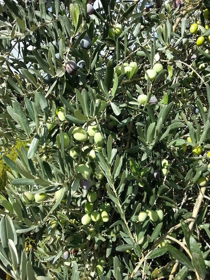 Dalaman Gürleyik Köyü Resimleri 28