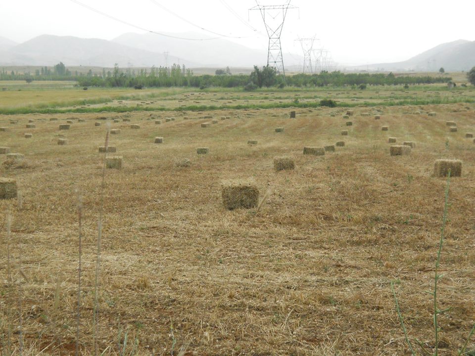 Göksun Temurağa Köyü Resimleri 10