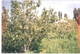 Göksun Temurağa Köyü Resimleri 3