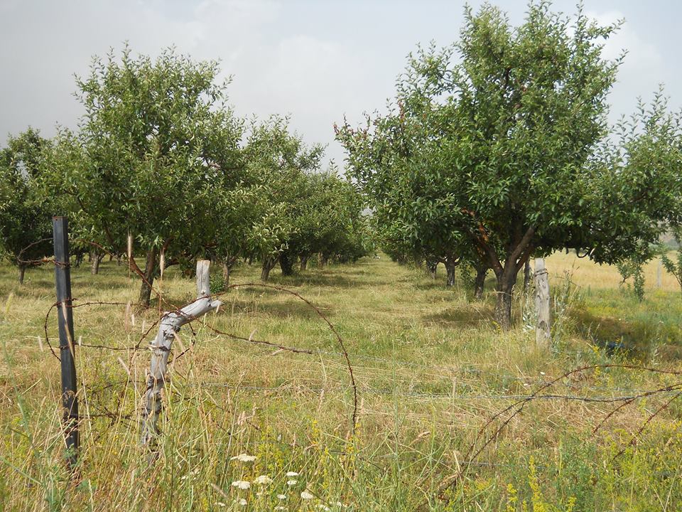 Göksun Temurağa Köyü Resimleri 8