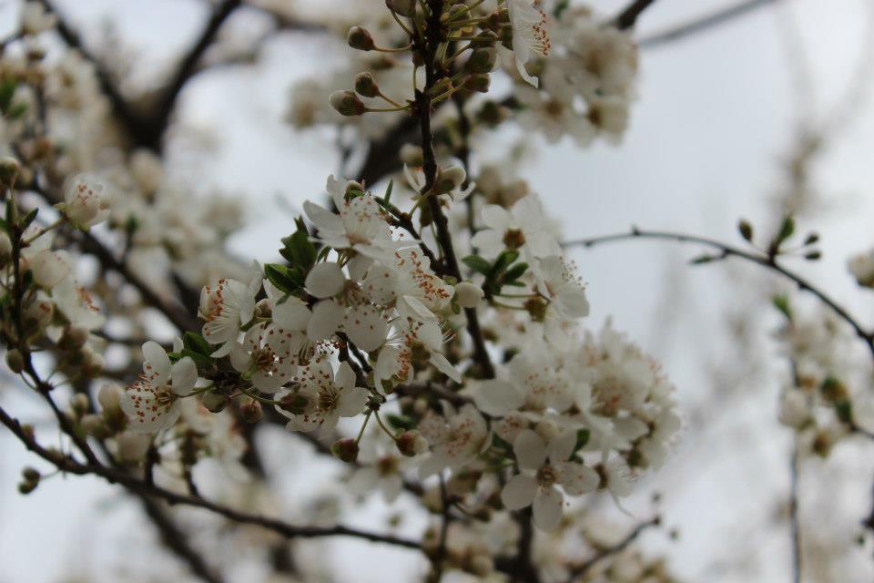 Göksun Tombak Köyü Resimleri 4