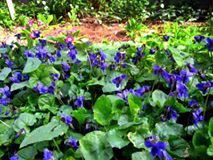 Çüngüş Yaygınkonak Köyü Resimleri 4