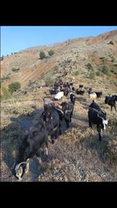 Çüngüş Yaygınkonak Köyü Resimleri 6