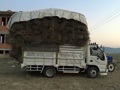 Dalaman Narlı Köyü Resimleri 7