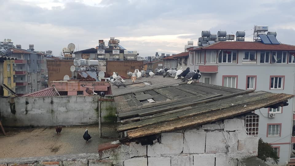 Antakya Akasya Köyü Resimleri 2