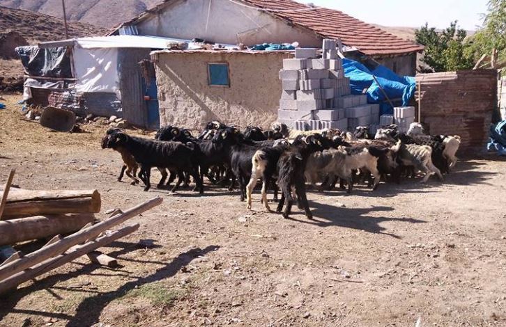 Gemerek Cesurlar Köyü Resimleri 2
