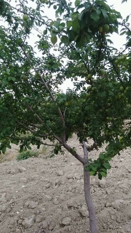Elazığ Aydınlar Köyü Resimleri 1