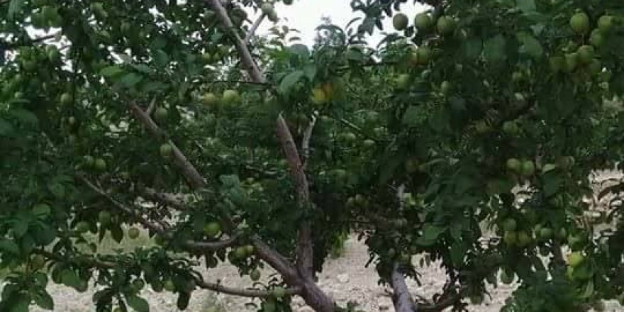 Elazığ Aydınlar Köyü Resimleri