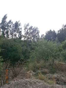 Adana Kozan Yeniköy Resimleri 5