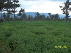 Acıpayam Benlik Köyü Resimleri 12