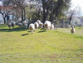 Acıpayam Benlik Köyü Resimleri 6