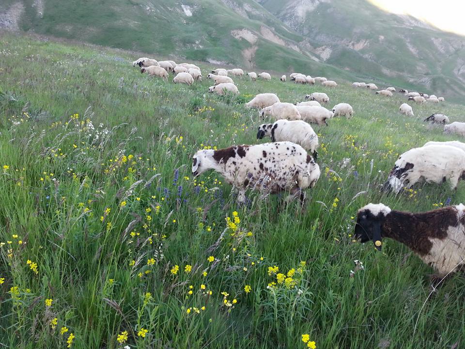 Çayırlı Coşan Köyü Resimleri 1