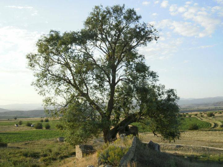 Çayırlı Çamurdere Köyü Resimleri 11